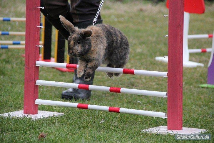 Kanin Staldlyne's Damon billede 7