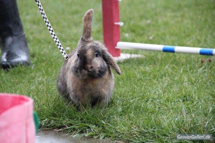 Kanin Staldlyne's Damon billede 10