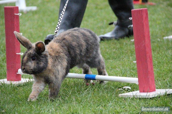 Kanin Staldlyne's Damon billede 11