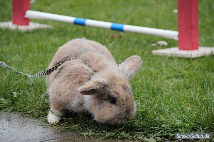 Kanin Staldlyne's Adica billede 1