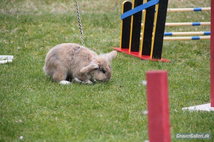 Kanin Staldlyne's Adica billede 2