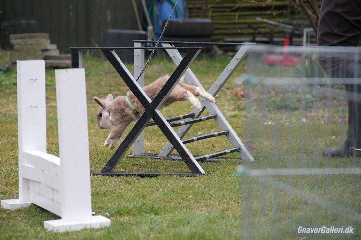 Kanin Staldlyne's Adica billede 3