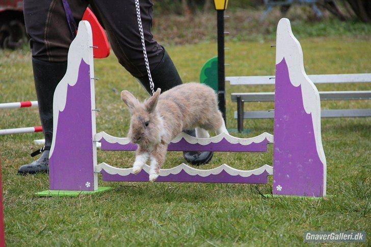 Kanin Staldlyne's Adica billede 4