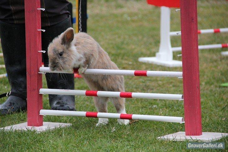 Kanin Staldlyne's Adica billede 5