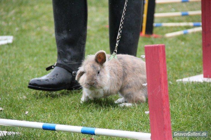 Kanin Staldlyne's Adica billede 6