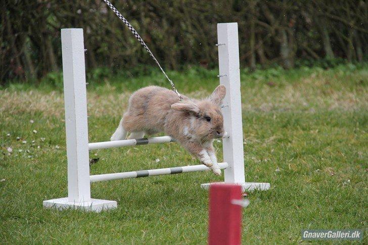 Kanin Staldlyne's Adica billede 7