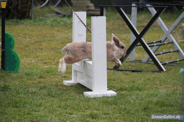 Kanin Staldlyne's Adica billede 8