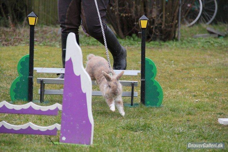 Kanin Staldlyne's Adica billede 9