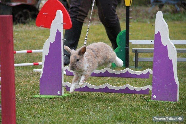 Kanin Staldlyne's Adica billede 10