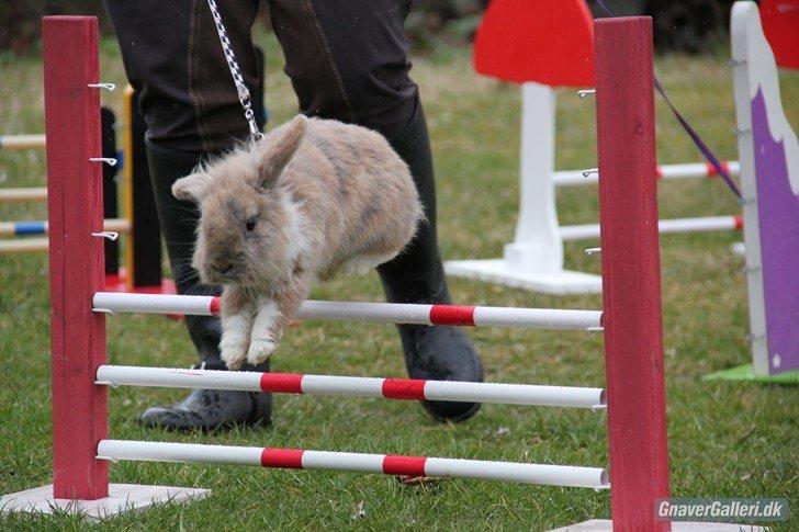 Kanin Staldlyne's Adica billede 11