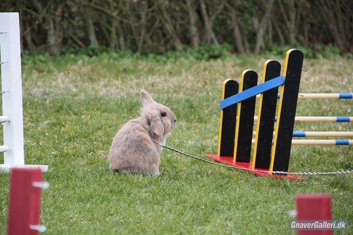 Kanin Staldlyne's Adica billede 12