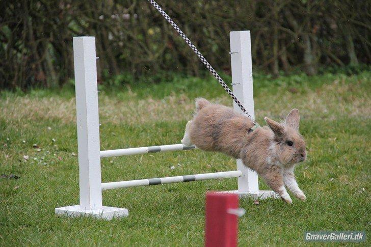 Kanin Staldlyne's Adica billede 13