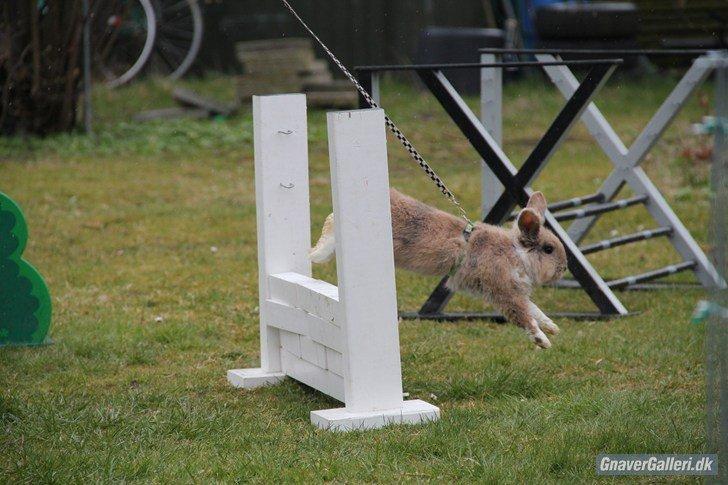 Kanin Staldlyne's Adica billede 14