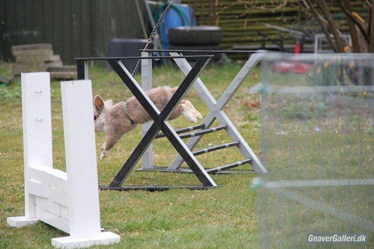 Kanin Staldlyne's Adica billede 15