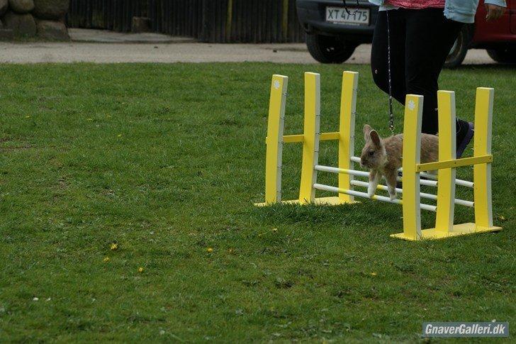 Kanin Staldlyne's Adica billede 16