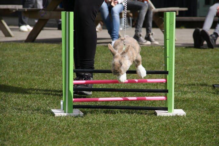 Kanin Staldlyne's Adica billede 17