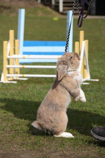 Kanin Staldlyne's Adica billede 18