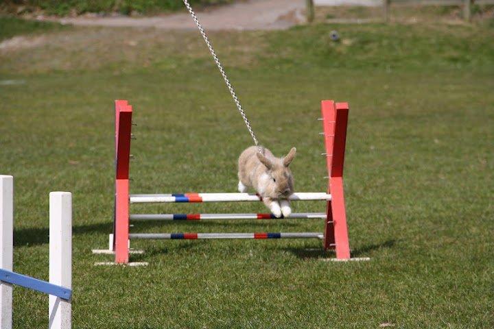 Kanin Staldlyne's Adica billede 19