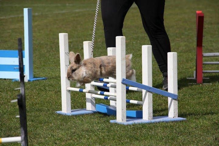 Kanin Staldlyne's Adica billede 20