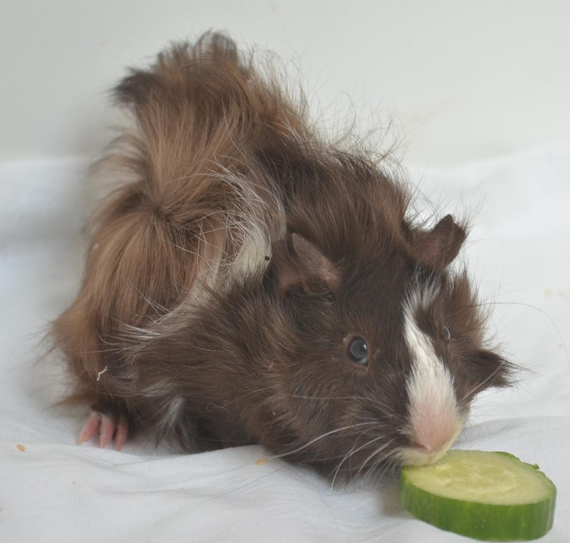 Marsvin Spike billede 3