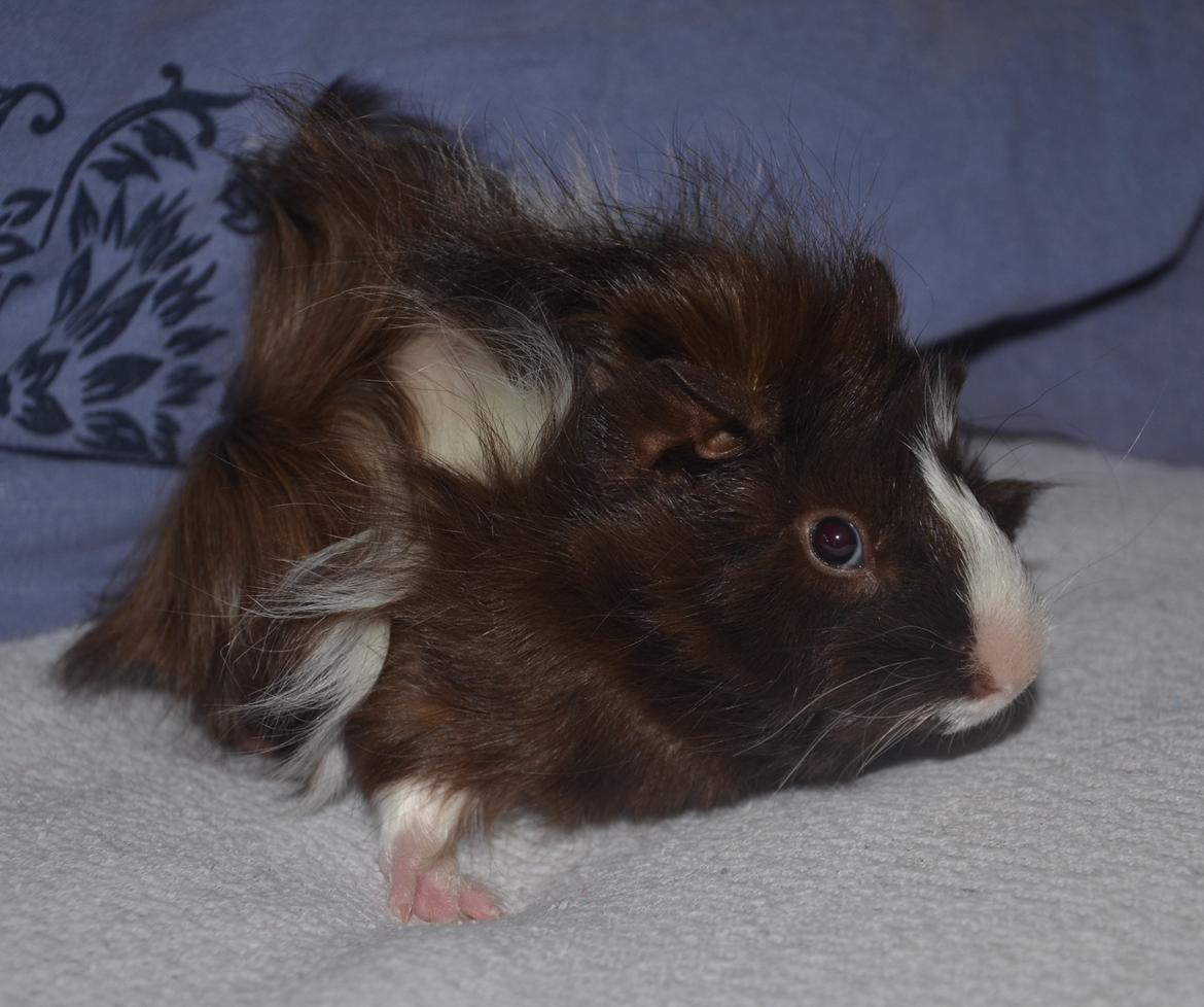 Marsvin Spike billede 5