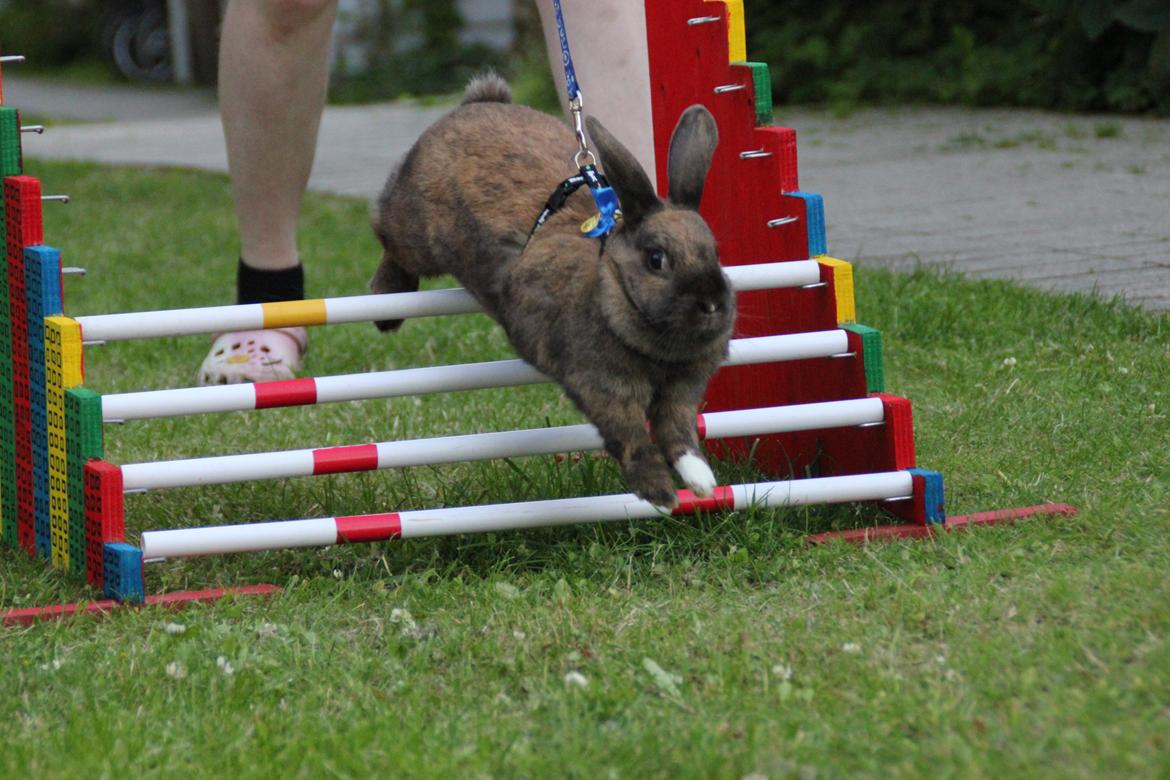 Kanin Schous Tølta billede 15