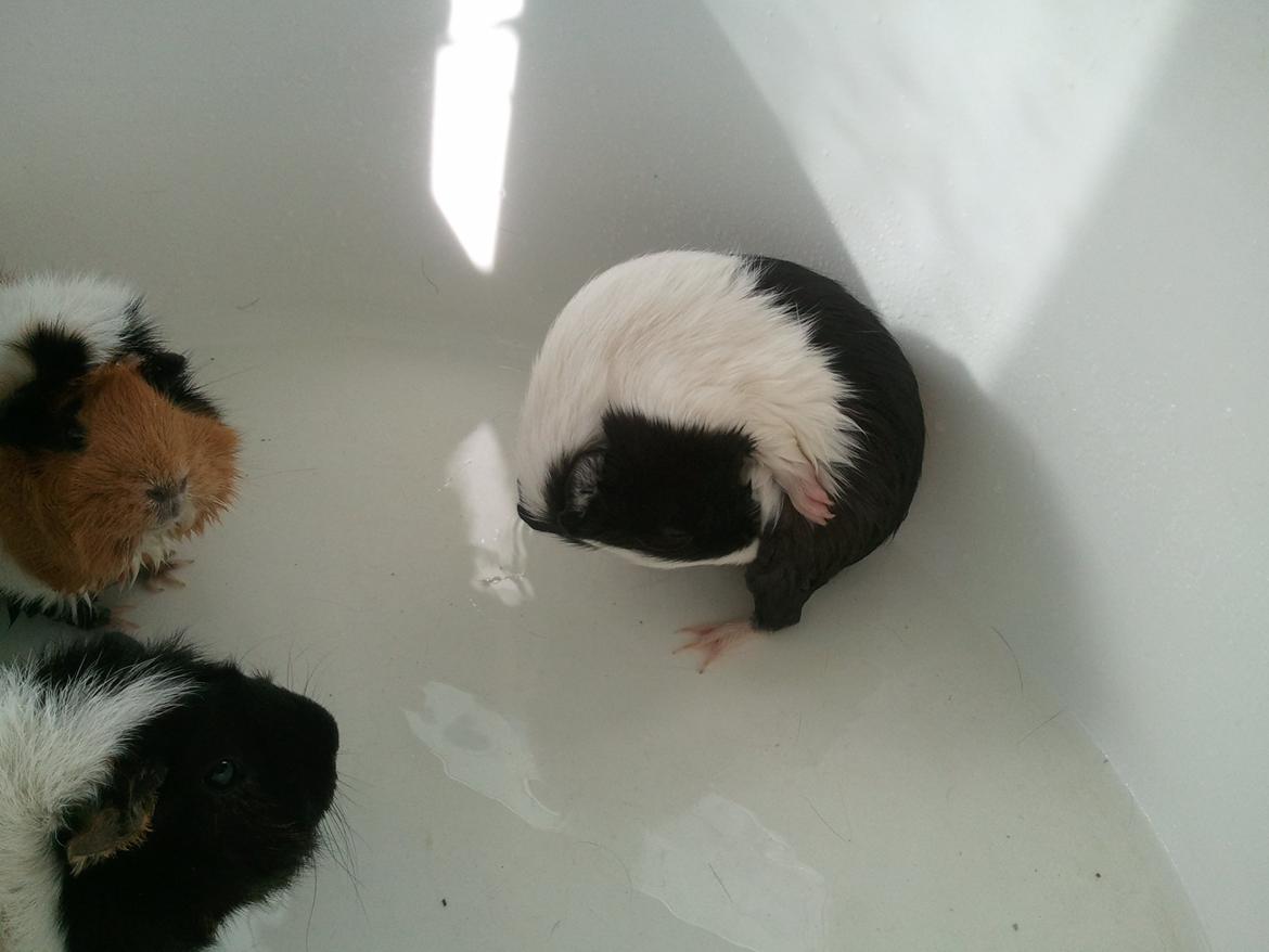 Marsvin Nadie - Altså når man er i badekar, skal man jo også vaske sig...sys det er lidt ulækkert at de 2 andre ik lige gjorde det..og det værste: de PØLLEDE i vandet!!! hvor klamt er det lige!?  billede 2