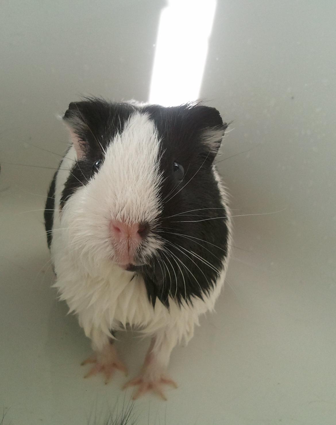 Marsvin Nadie - Velkommen til min profil. Her på billedet er jeg lige i færd med at soppe i badekaret på en varm sommerdag, lækkert billede 1