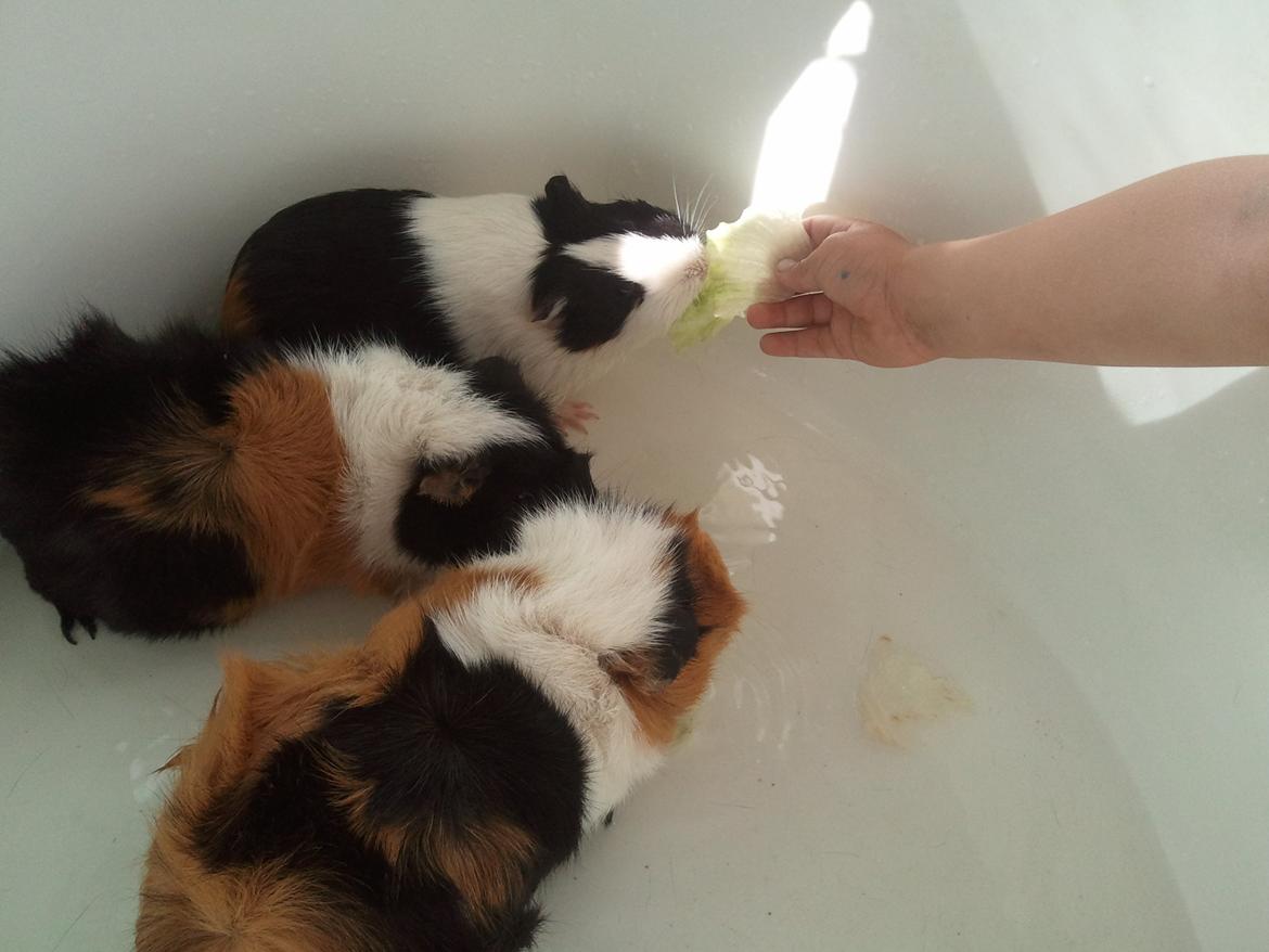 Marsvin Nadie - Fedt at være ude at soppe og så lige få lidt frisk salat serveret til billede 3