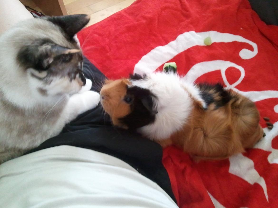 Marsvin Tamaya - Jeg hilser lige på katten..og ved i hvad..den er mega bange for mig hahaha, lige efter dette billede, bakkede den, kiggede lige, og løb så væk.. hihi jeg er for sej billede 6