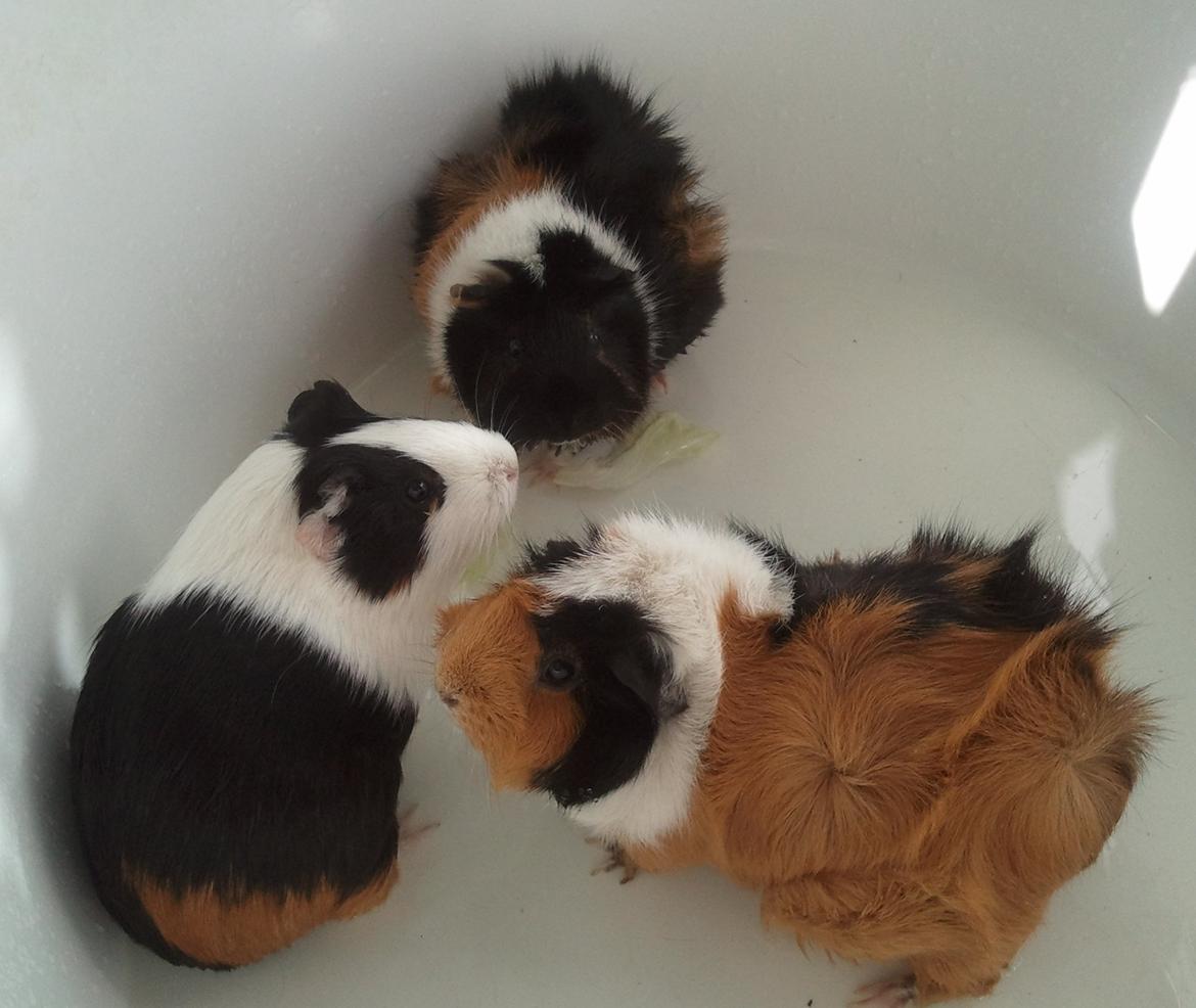 Marsvin Tamaya - bade bade bade billede 5