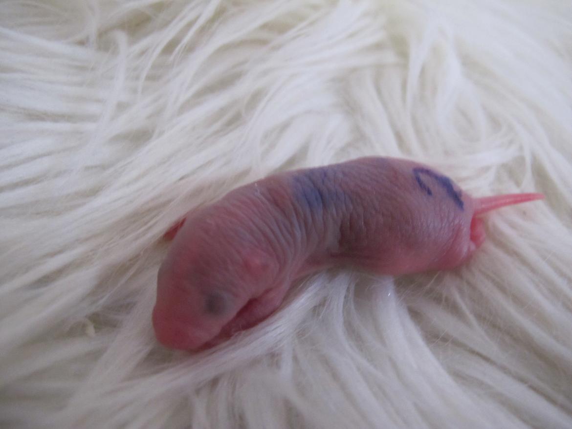 Tamrotte Ulrik - Ulrik 1 dag gammel.  billede 8