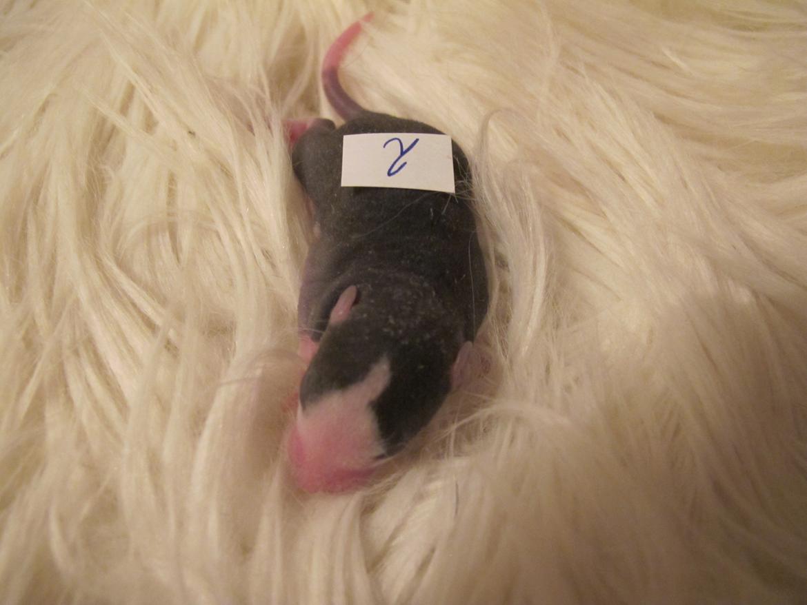 Tamrotte Ulrik - Ulrik 1 uge gammel. billede 9