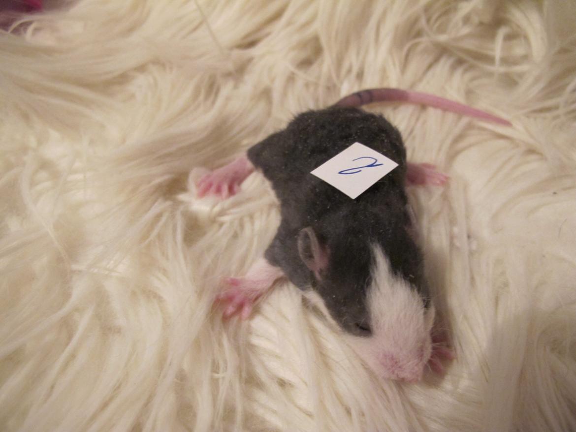 Tamrotte Ulrik - Ulrik 2 uger gammel. billede 10