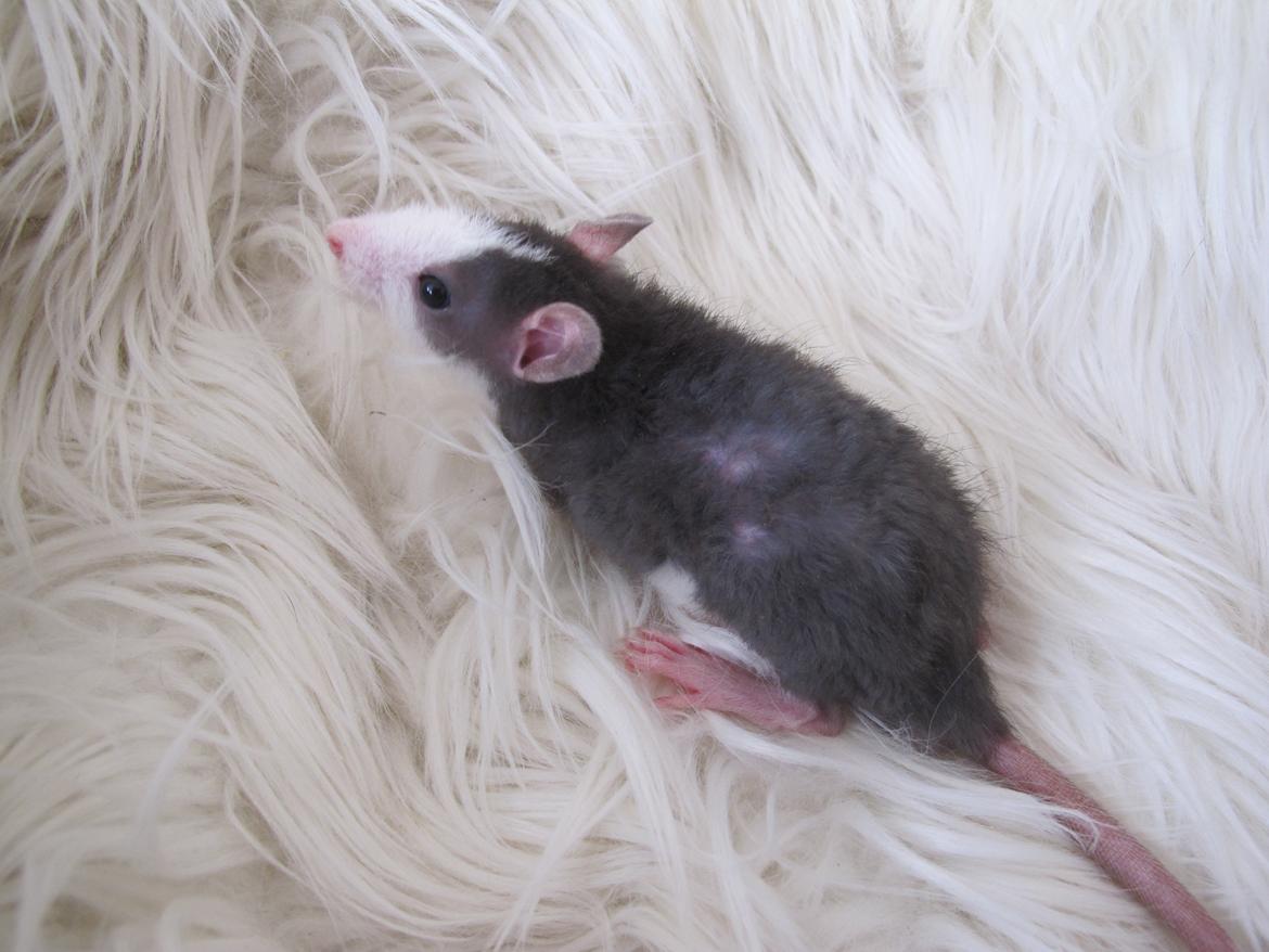 Tamrotte Ulrik billede 11