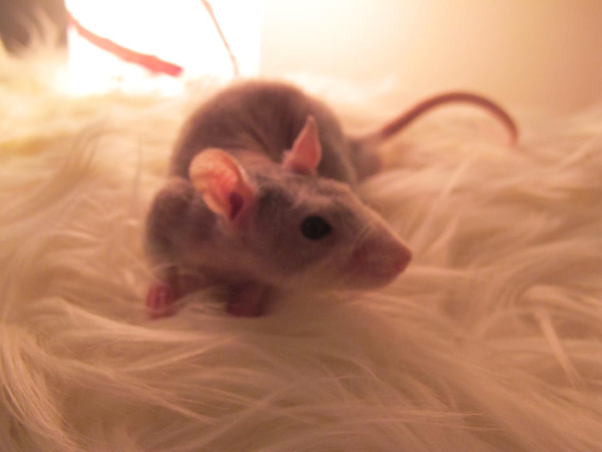 Tamrotte Ulrik - Far - Hannibal billede 13