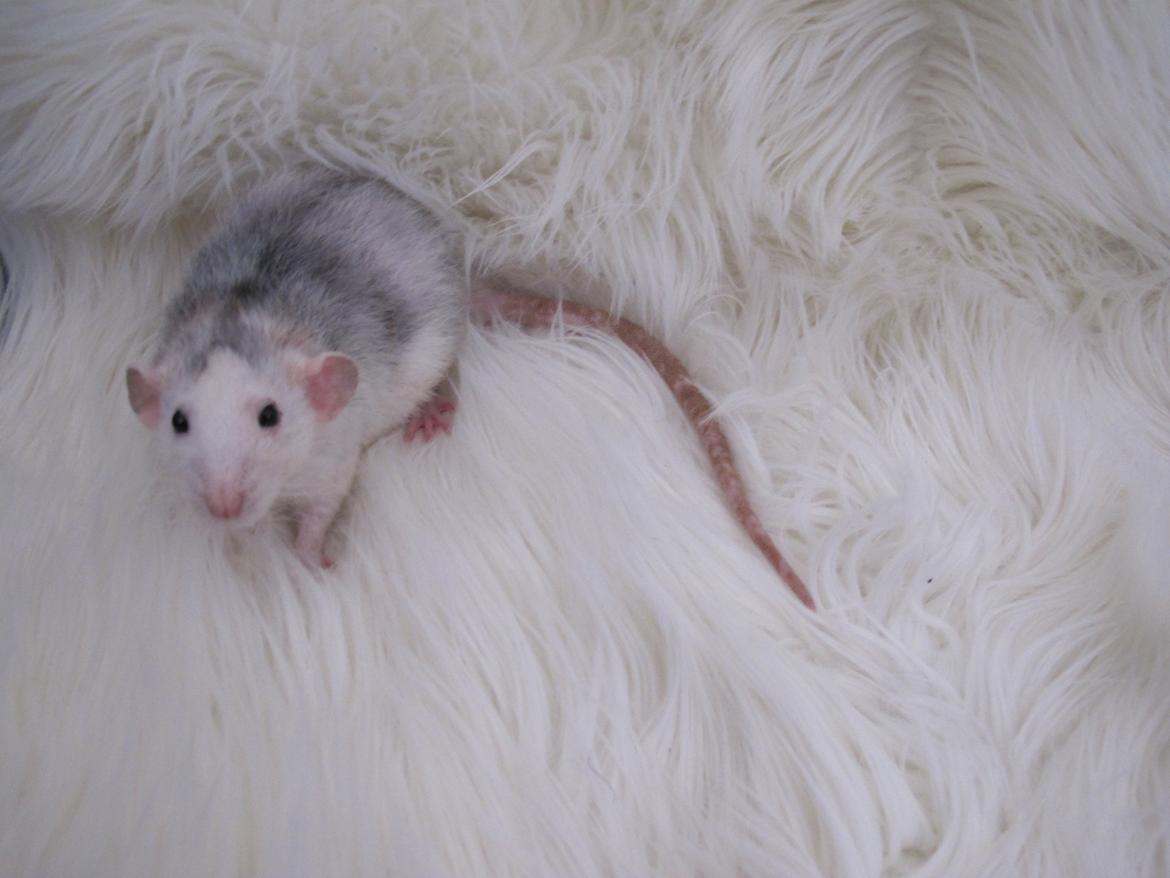 Tamrotte Ulrik - Mor - Vimpel billede 12