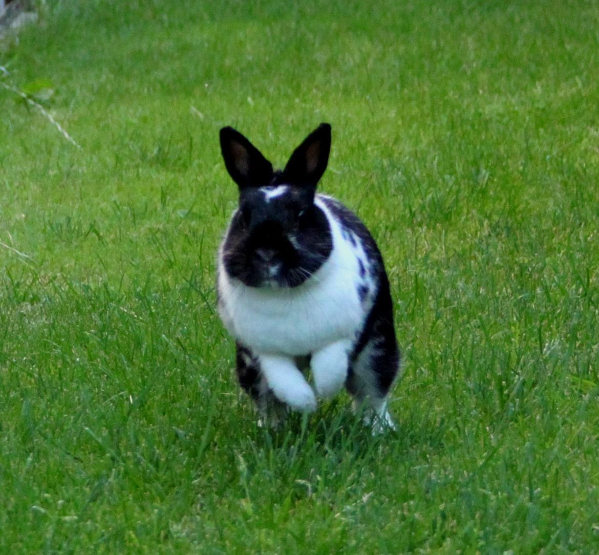 Kanin Rest In Peace Chanty - Chanty Fuld fart frem (: billede 18