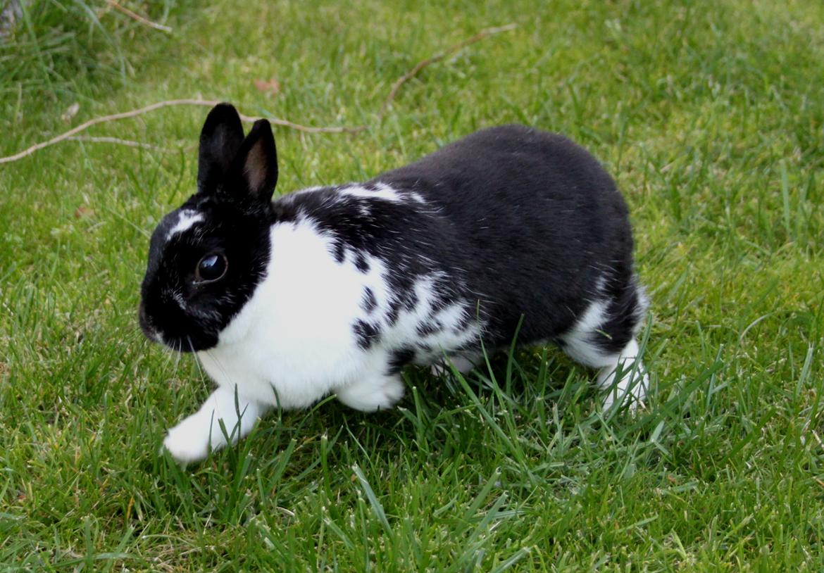 Kanin Rest In Peace Chanty billede 19