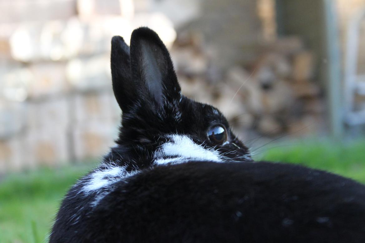 Kanin Rest In Peace Chanty billede 20