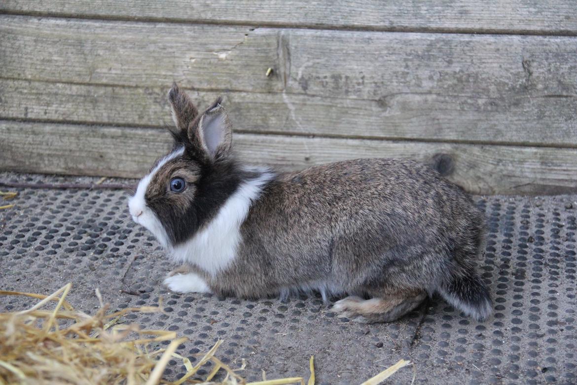 Kanin Weccy billede 7