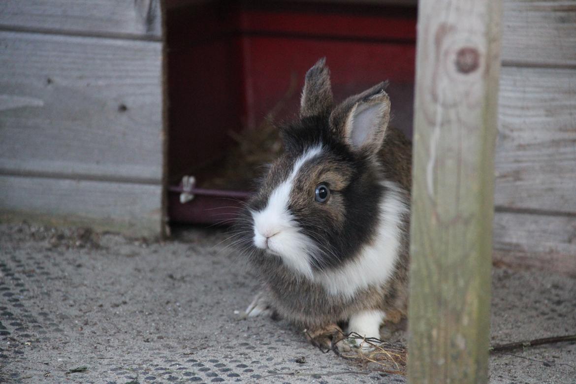 Kanin Weccy billede 9