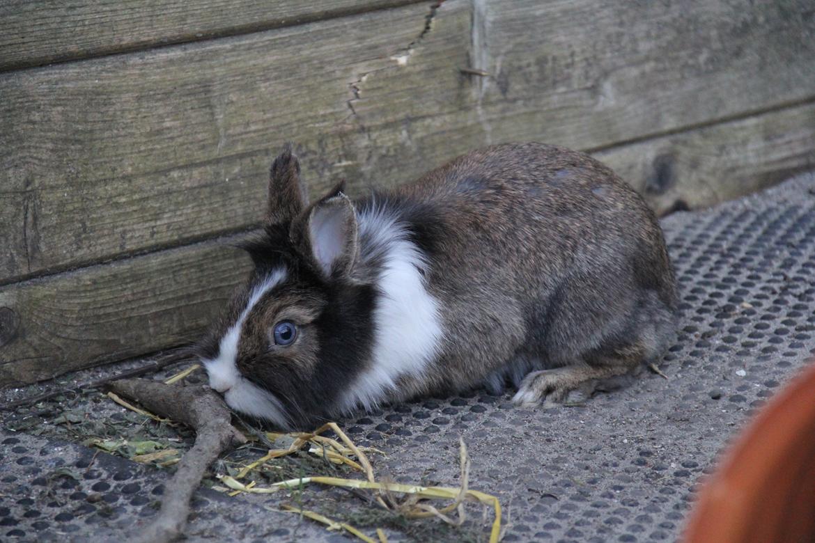 Kanin Weccy billede 10