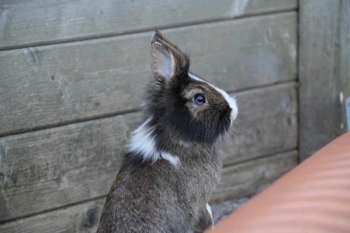 Kanin Weccy billede 11