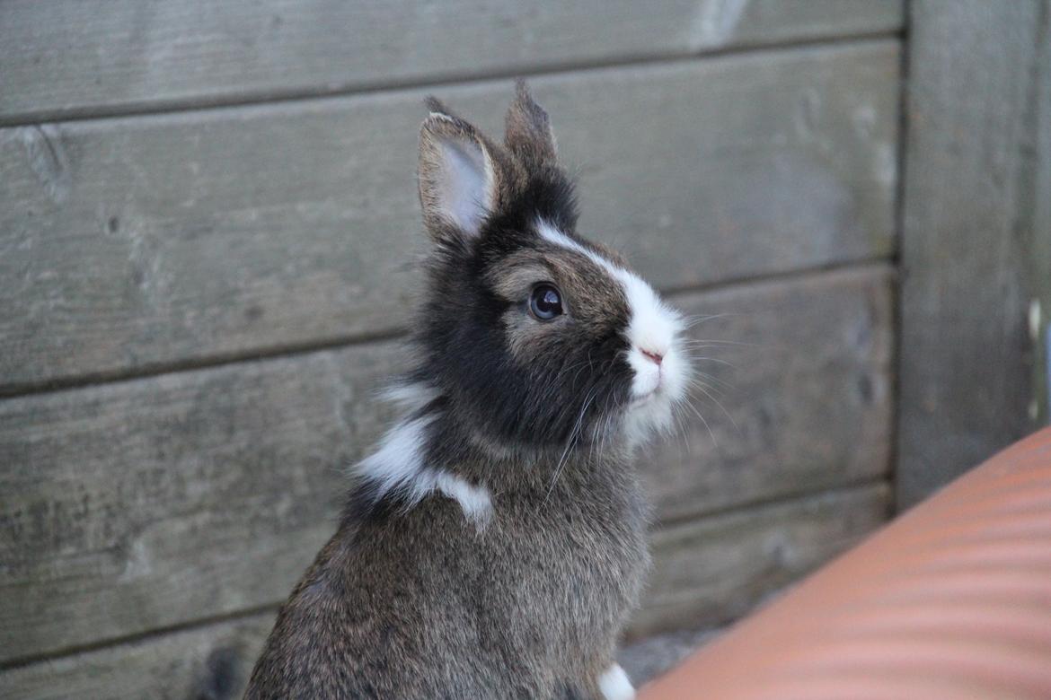 Kanin Weccy billede 12