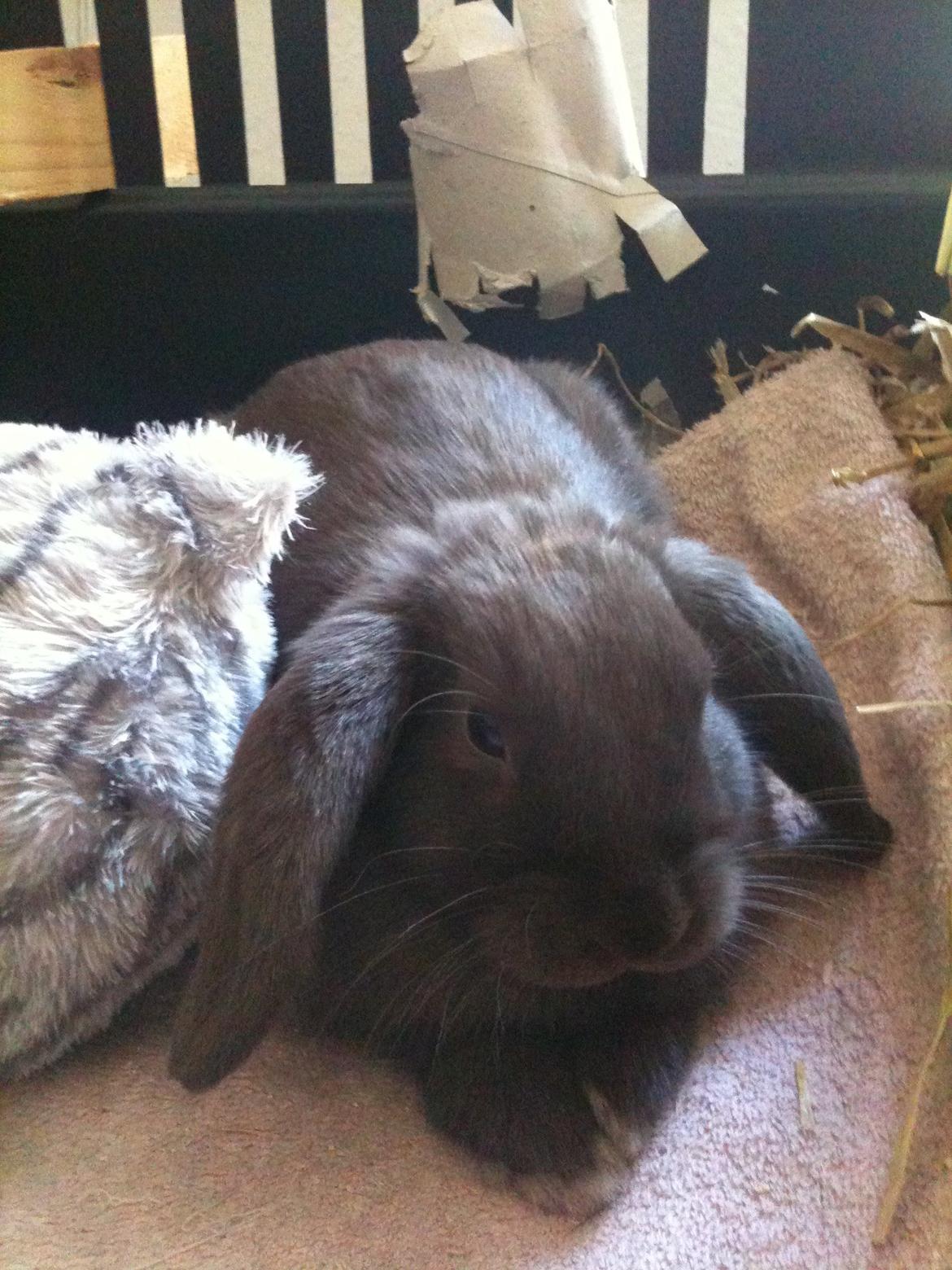 Kanin Coco (Chanel) Diva* billede 20