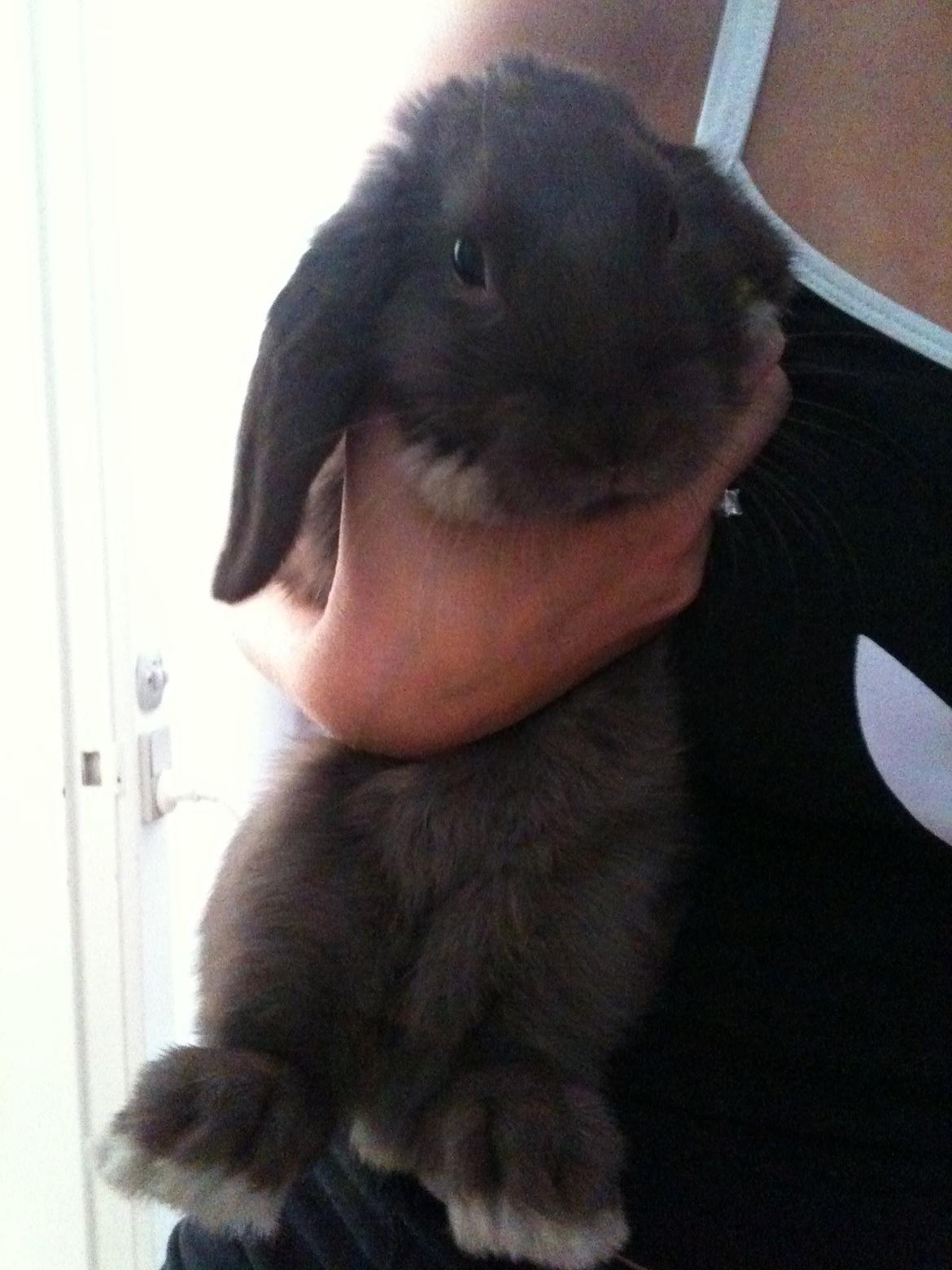 Kanin Coco (Chanel) Diva* billede 8