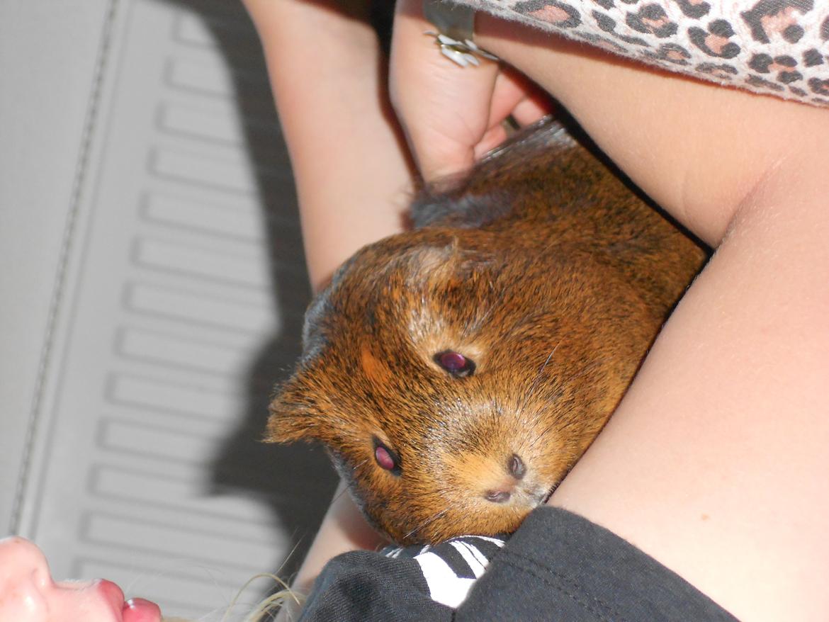 Marsvin Team hop´s Tita3 *tykke* billede 2