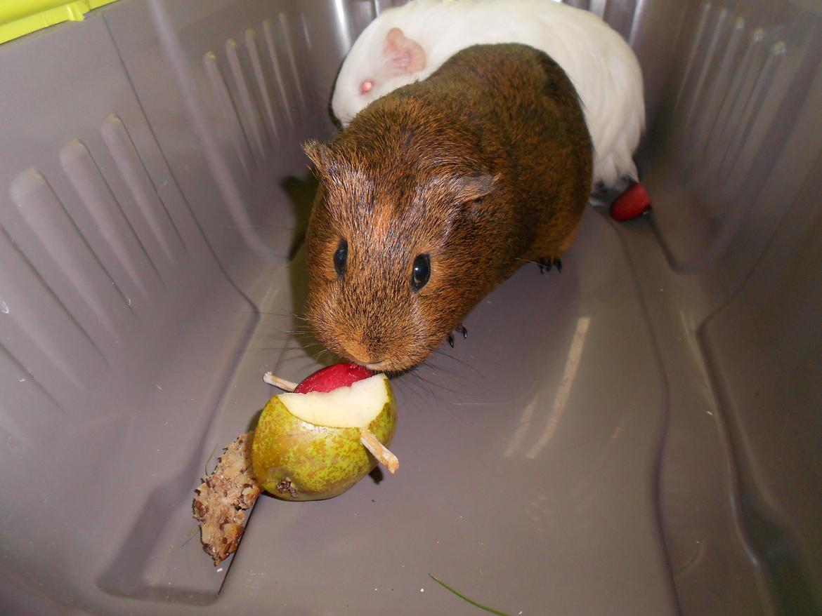 Marsvin Team hop´s Tita3 *tykke* - Velkommen til min profil. :)
Her på billedet er det mig og en af mine unger billede 1