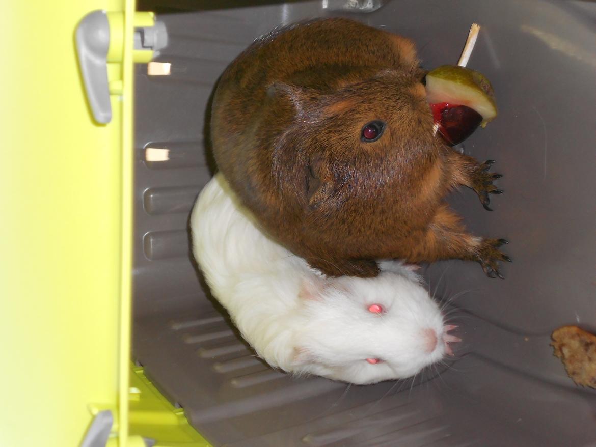 Marsvin Team hop´s Tita3 *tykke* billede 19